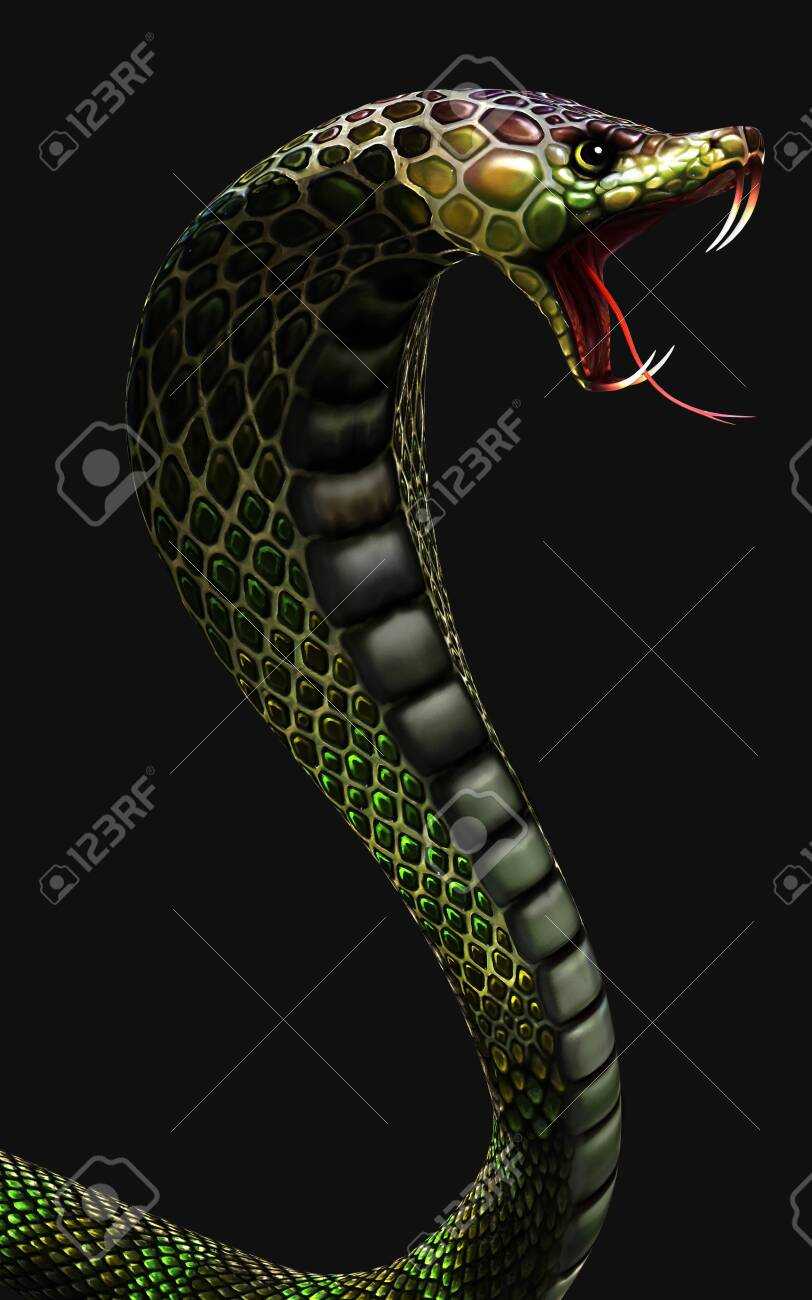 Snake Wallpaper 1