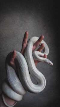 Snake Wallpaper 9