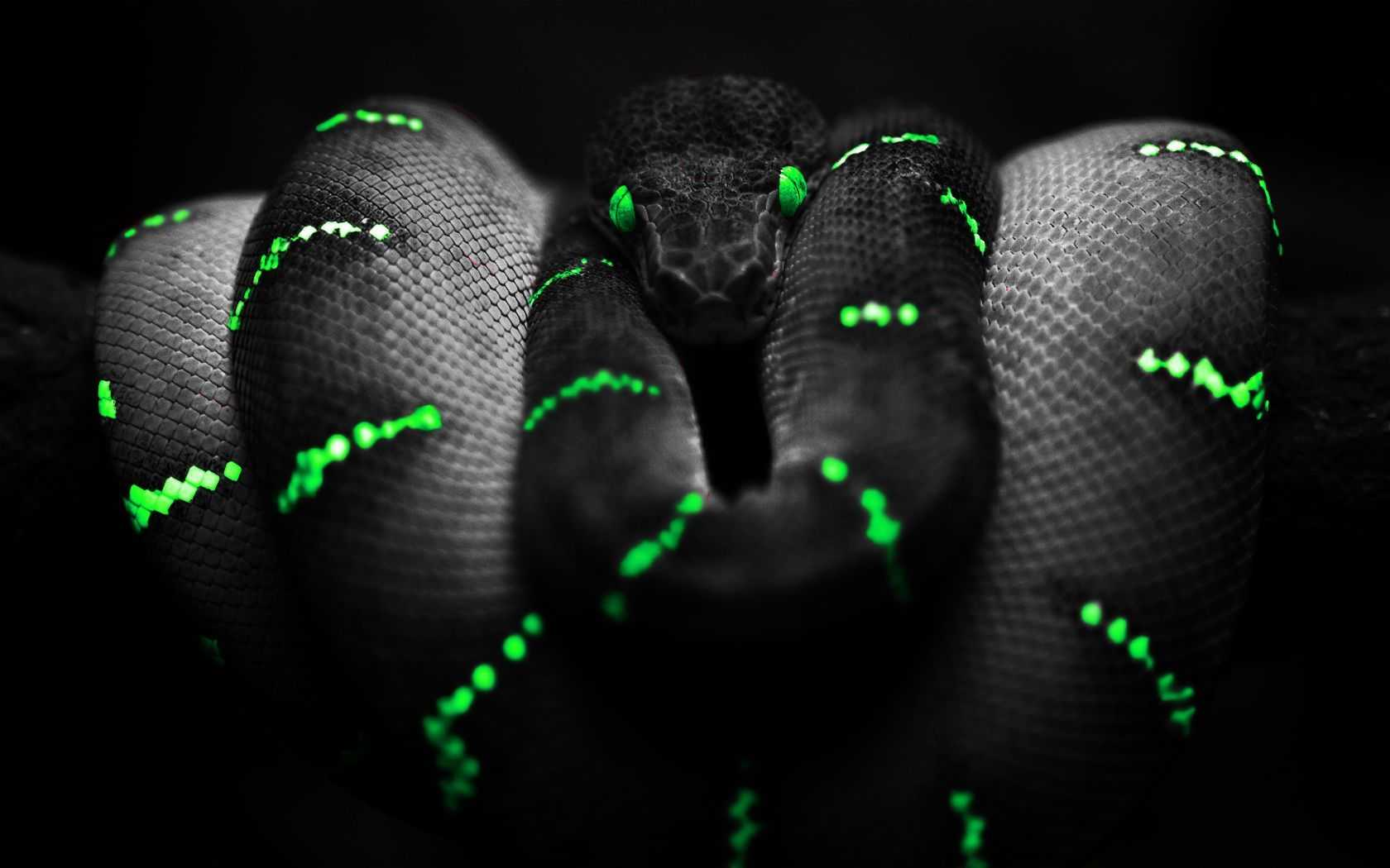 Desktop Snake Wallpaper 1