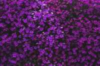 Desktop Purple Wallpaper 2