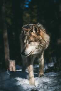 Wolf Background 8