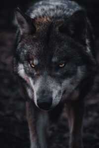 Wolf Background 7