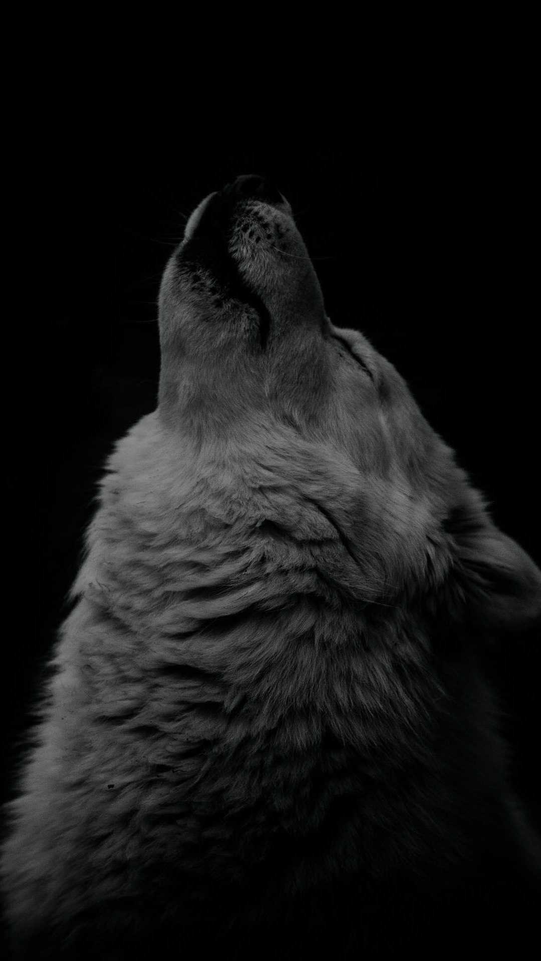 HD Alpha Wallpaper 1 HD Alpha Wallpaper 1