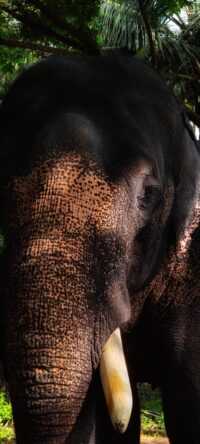 HD Elephant Wallpaper 1