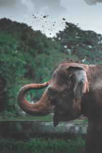 Elephant Background 9