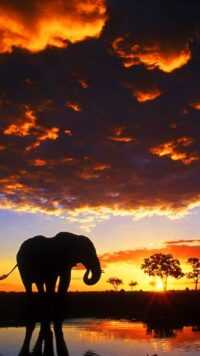 Elephant Wallpaper 8