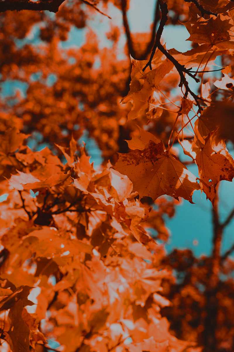Fall Wallpaper 1 Fall Wallpaper 1