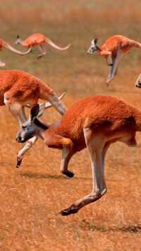 4K Kangaroo Wallpaper 1