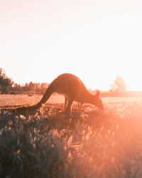 HD Kangaroo Wallpaper 2