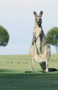 HD Kangaroo Wallpaper 3