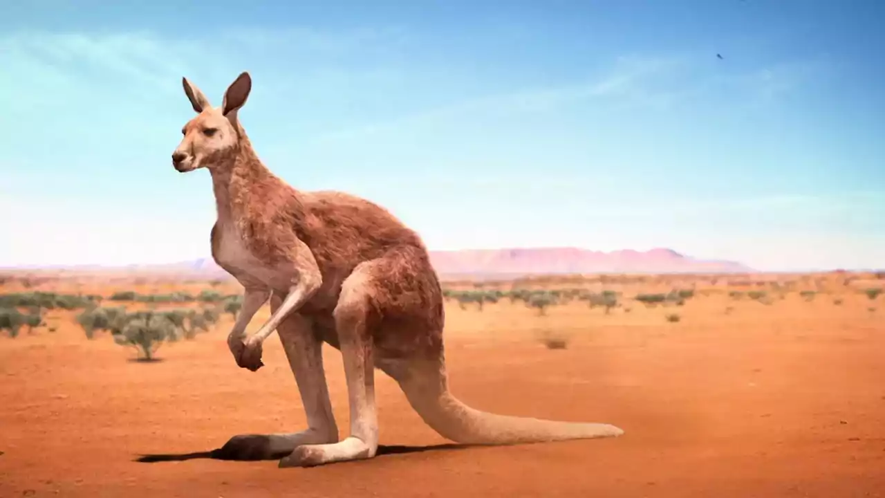 Kangaroo Wallpaper Desktop 1