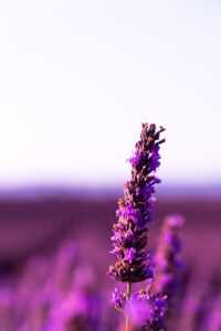 Lavender Wallpaper 2
