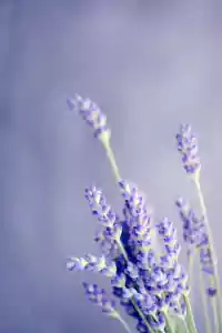 Lavender Wallpaper 1