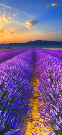 Lavender Background 7