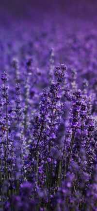 HD Lavender Wallpaper 10
