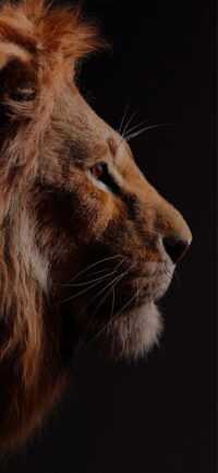 HD The Lion King Wallpaper 7