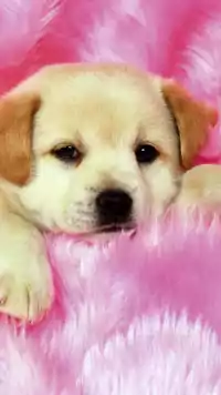 Cute Puppy Background 7