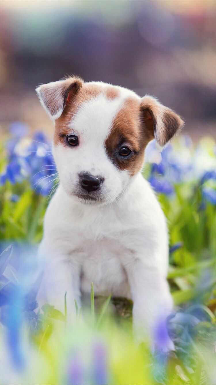 Cute Puppy Wallpaper 1