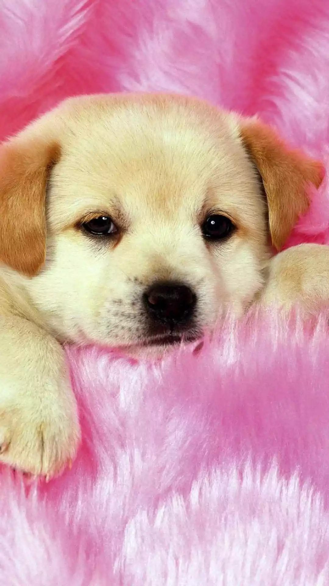 Cute Puppy Background 1