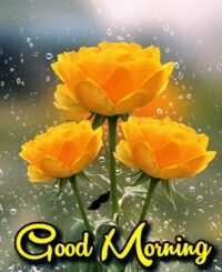 4K Good Morning Wallpaper 3