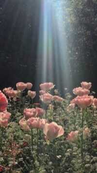 HD Cottagecore Wallpaper 5