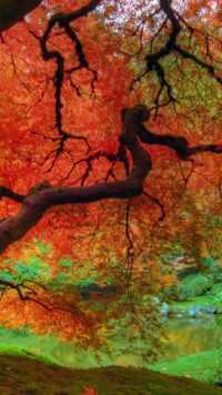 Fall Iphone wallpaper 1