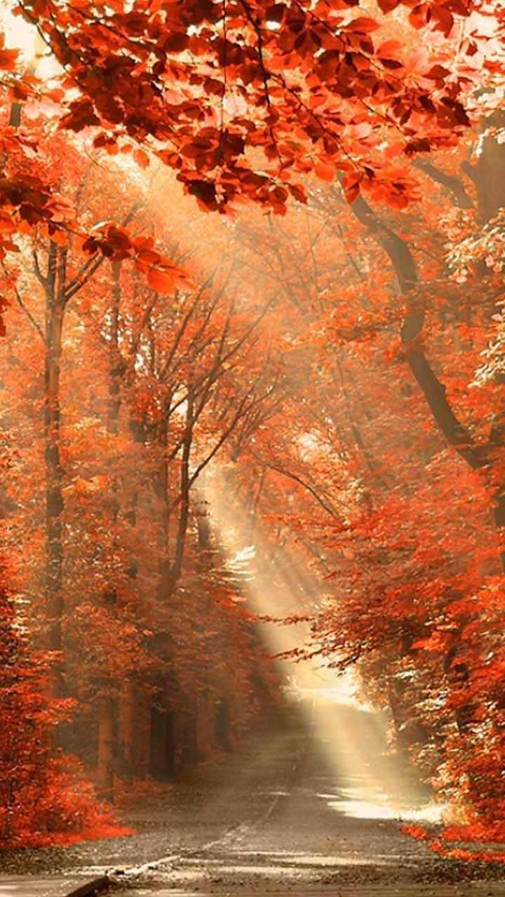 Fall Iphone wallpaper 1 Fall Iphone wallpaper 1