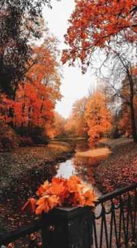 HD Fall Iphone wallpaper 3