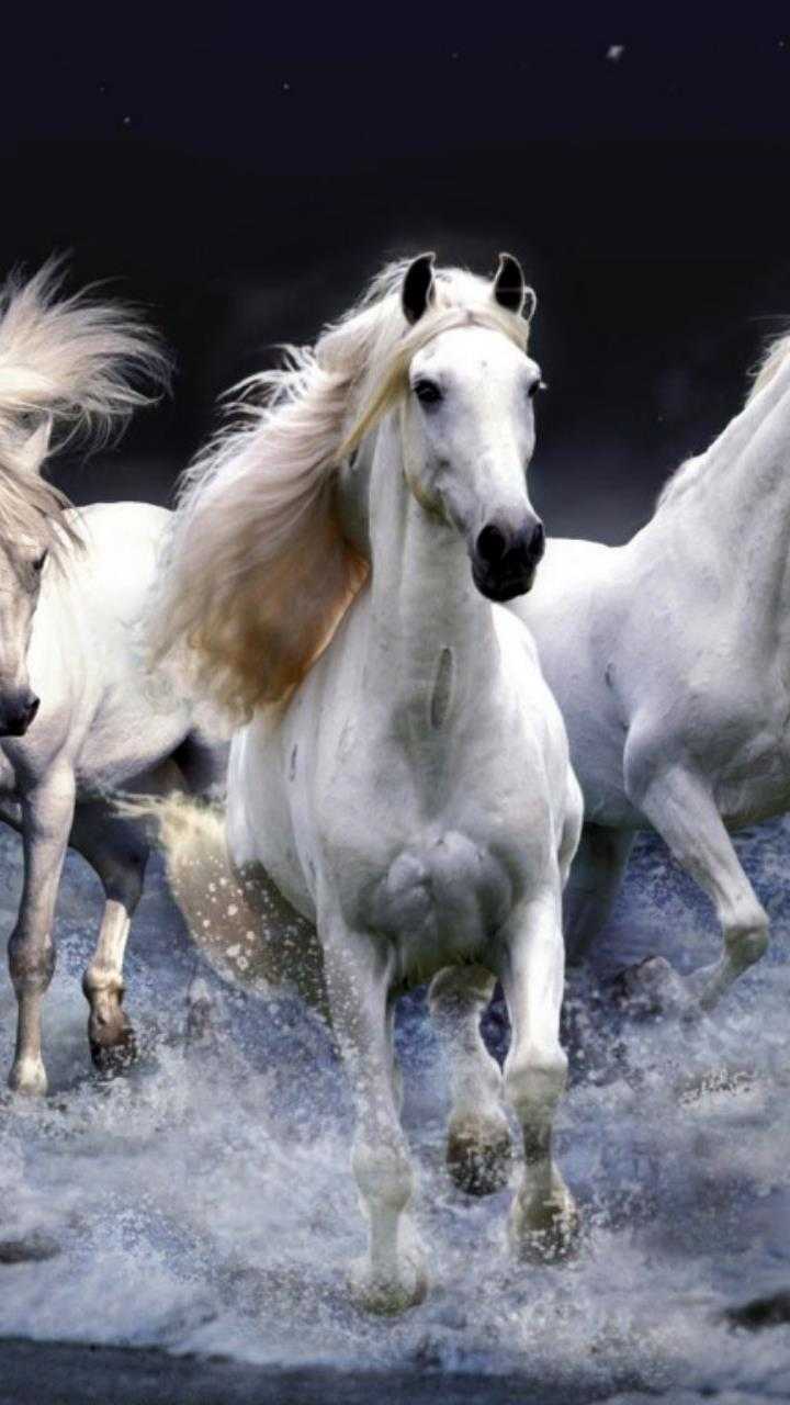 HD Horse Wallpaper 1 HD Horse Wallpaper 1