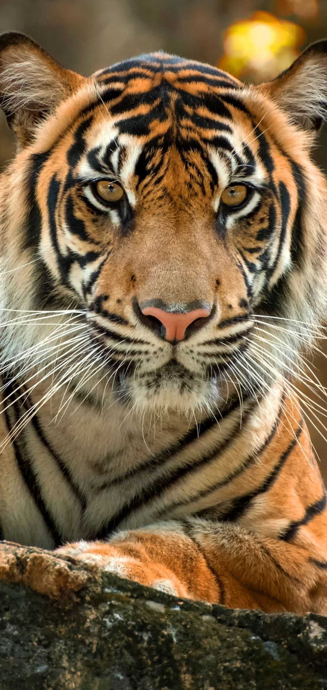 HD Tiger Wallpaper 1