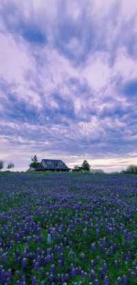 HD Hyacinth Wallpaper 5