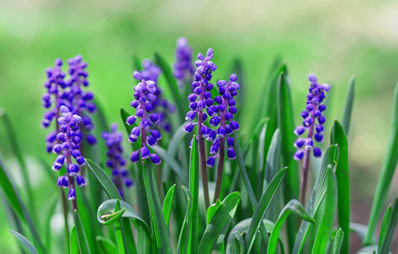 Hyacinth Wallpaper Desktop 1 Hyacinth Wallpaper Desktop 1