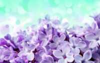 HD Hyacinth Wallpaper 10