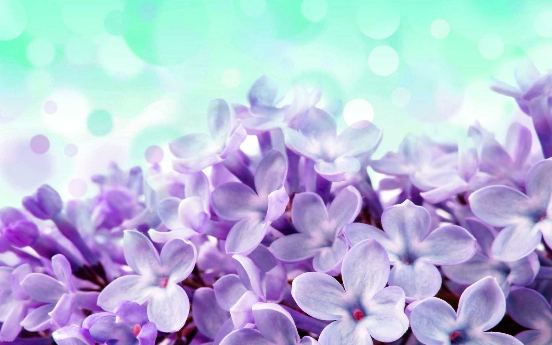 Hyacinth Wallpaper Desktop 1