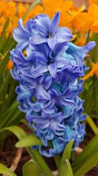 Hyacinth Background 4