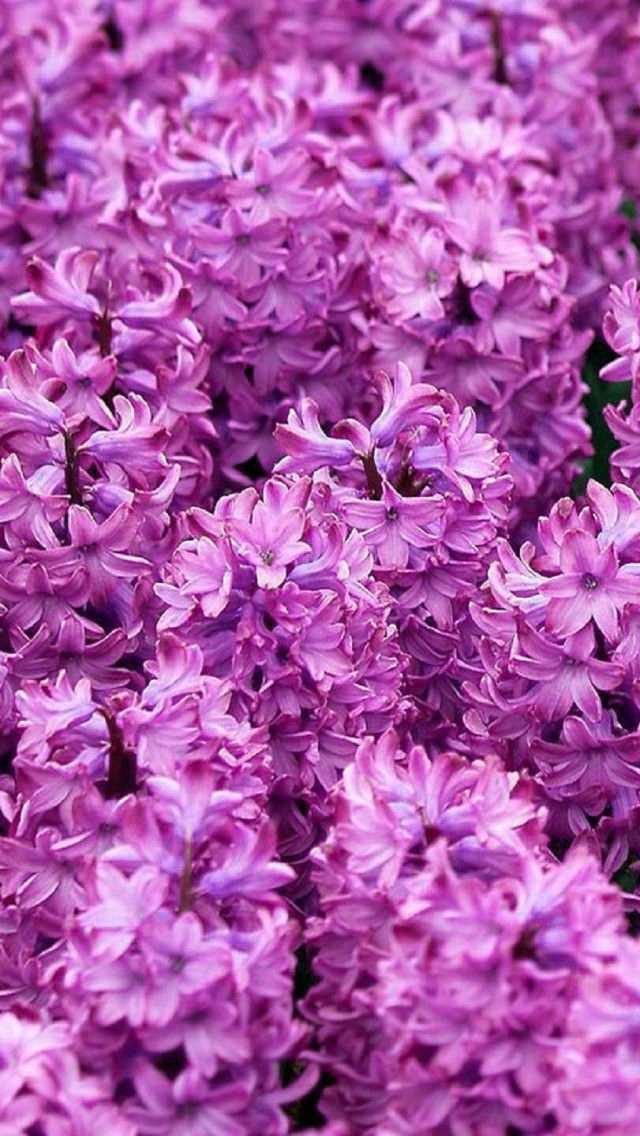 Hyacinth Wallpaper 1