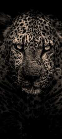 Leopard Wallpaper 5