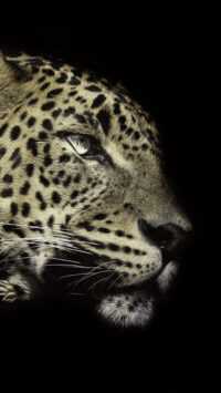 Leopard Background 4