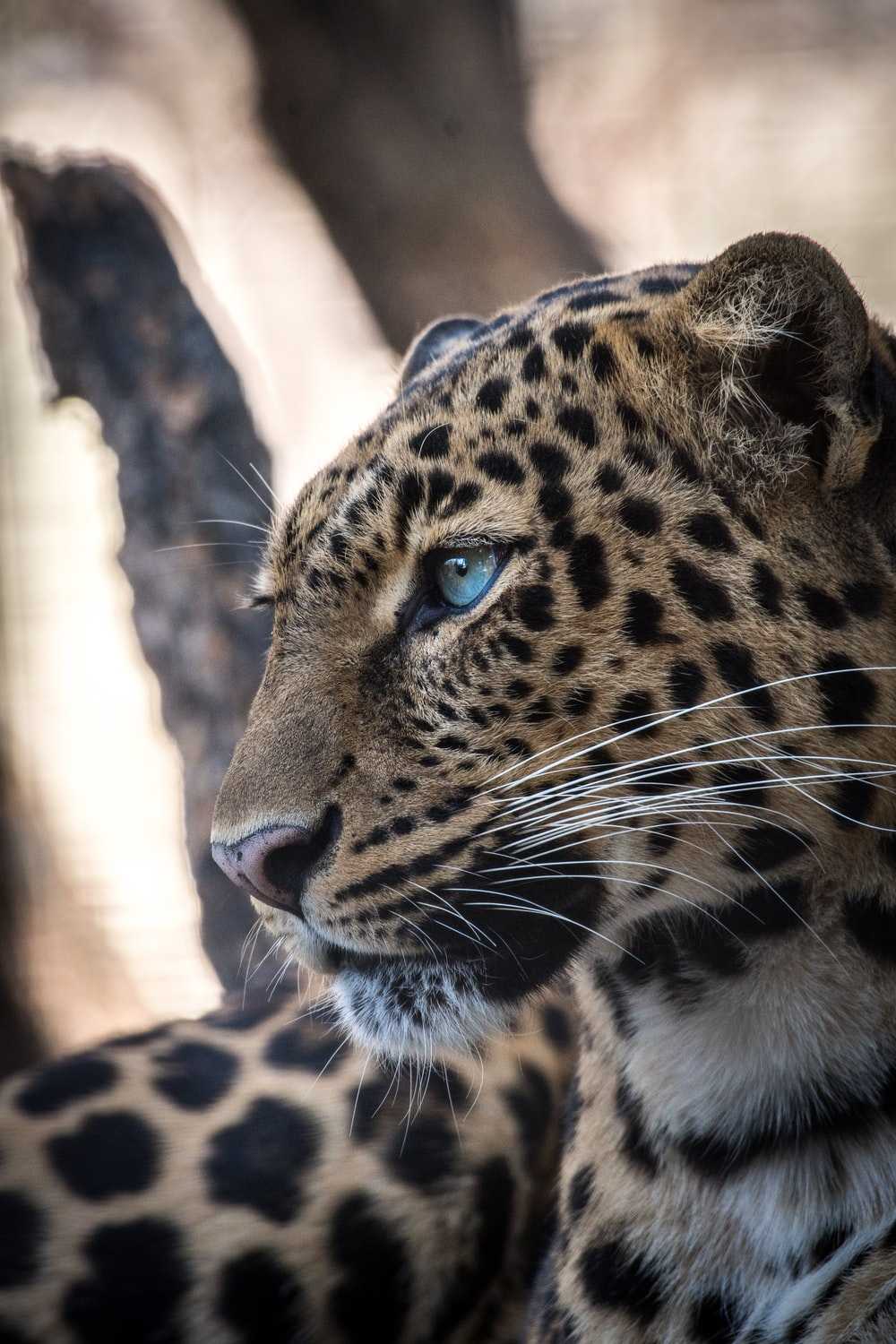 Leopard Background 1