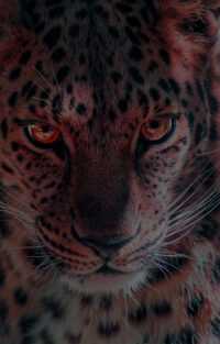 Leopard Wallpaper 6