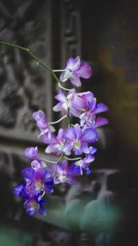 Orchid Background 1
