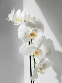 Orchid Wallpaper 3