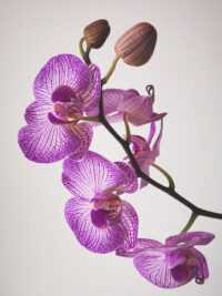 4K Orchid Wallpaper 10