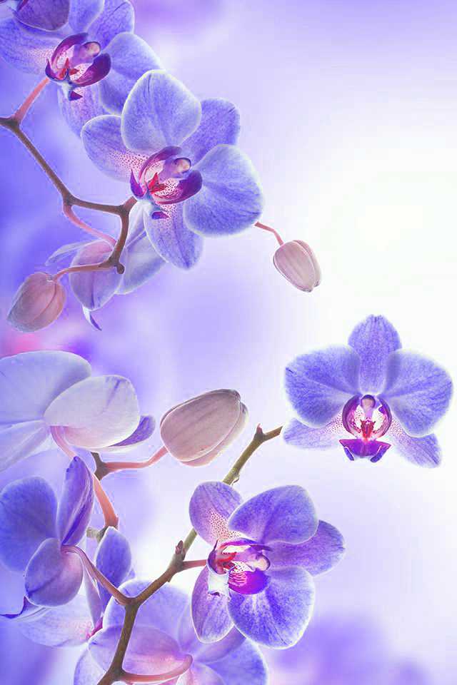 Orchid Wallpaper 1