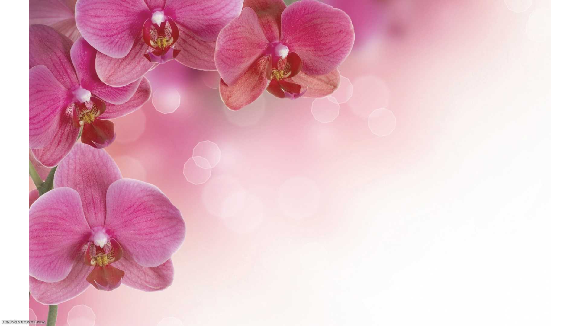 Orchid Wallpaper Desktop 1