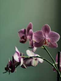 Orchid Background 2
