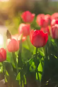Tulip Background 9