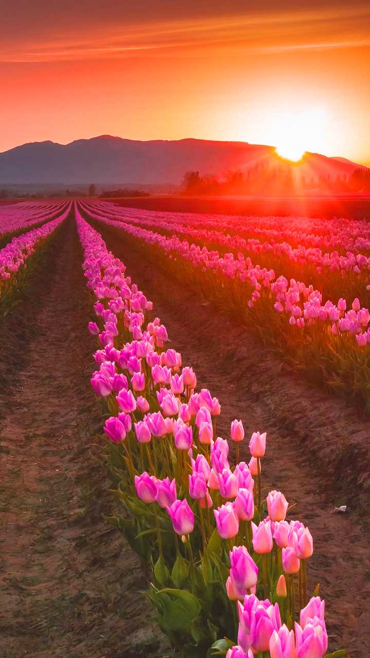 HD Tulip Wallpaper 1 HD Tulip Wallpaper 1