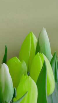 Tulip Wallpaper 2