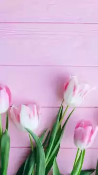 HD Tulip Wallpaper 7